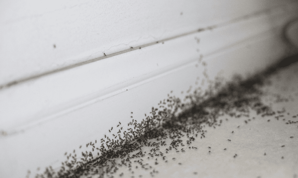 ants in the house