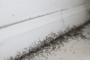 ants in the house