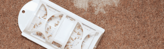 Are Moth Traps Effective? What You Need to Know Before You Buy