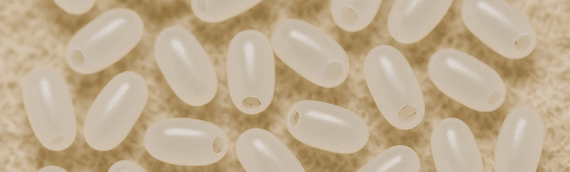Bed Bug Eggs: How To Identify and Treat Them