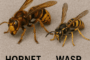 Hornet and wasp side by side