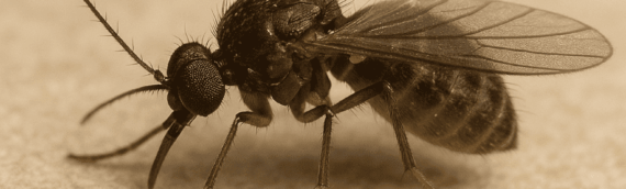 Noseeums: Identifying and How to Get Rid of Them