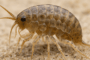 Sand Flea