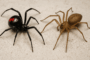 black widow facing a brown recluse
