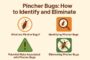 How to Identify And Eliminate Pincher Bugs