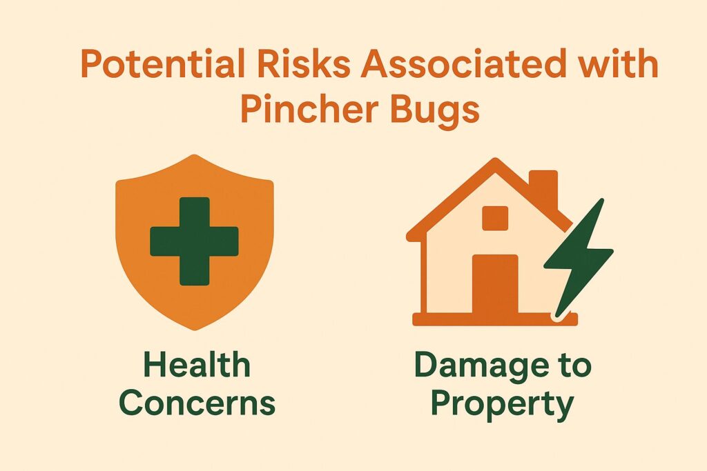 potential-risks-associated-with-pincher-bugs potential-risks-associated-with-pincher-bugs