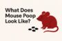 what-does-mouse-poop-look-like