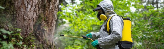 How Pest Control Companies Can Help Pest Infested Trees